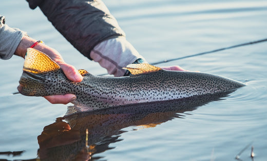 DULLSTROOM SUMMER FISHING REPORT