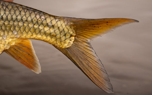 VAAL RIVER FISHING REPORT