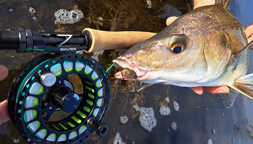 HOW TO CATCH SPOTTED GRUNTER THIS SEASON