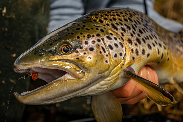 5 THINGS YOU NEVER KNEW YOU NEEDED FOR TROUT BUT DO