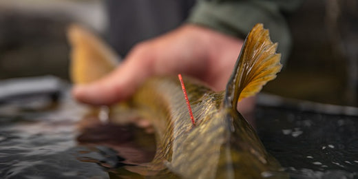 Fish conservation, fashionable flies & bearded wisdom in Illovo