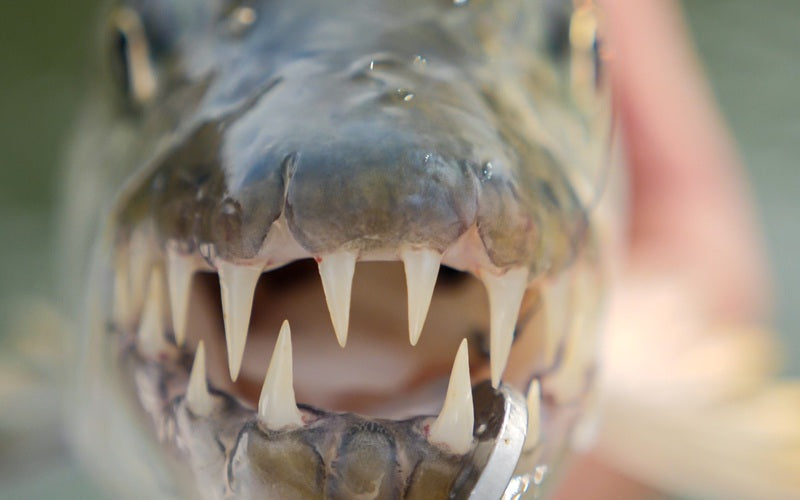 BIG MAMMA: THE STORY OF A LEGENDARY TIGERFISH