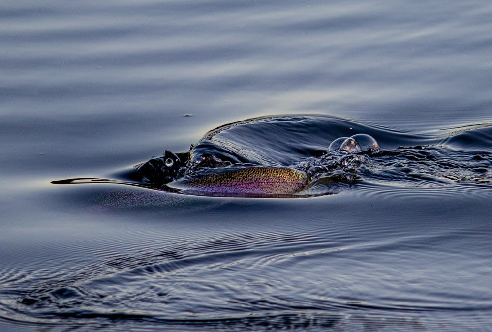 DULLSTROOM WINTER FISHING REPORT