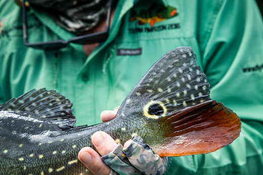 THE AMAZON JUNGLE HIGHS & LOWS