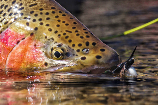 YOU WANT AN ESTANCIA LAGUNA VERDE 'GRAND-SLAM'