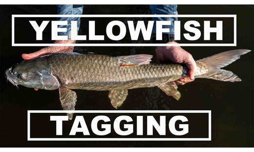 OUR YELLOWFISH TAGGING PROGRAM