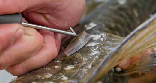 Ongoing conservation, fishing reports, killer flies and winter goodies