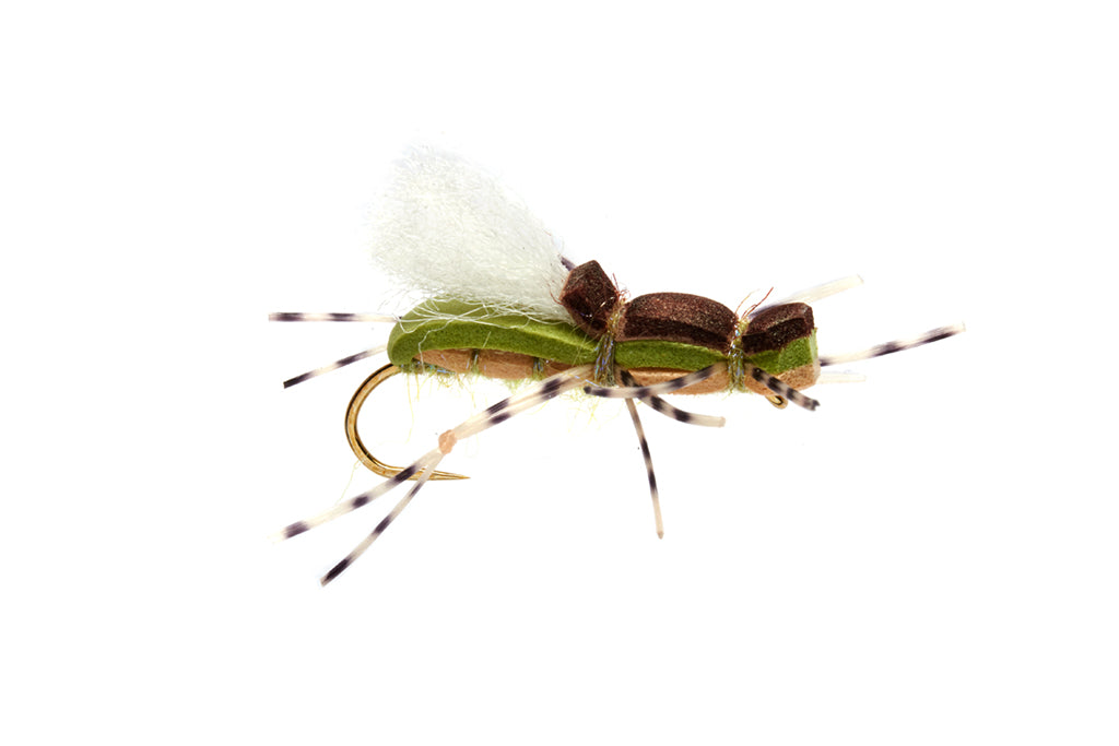 GORDO ALBERTO - OLIVE