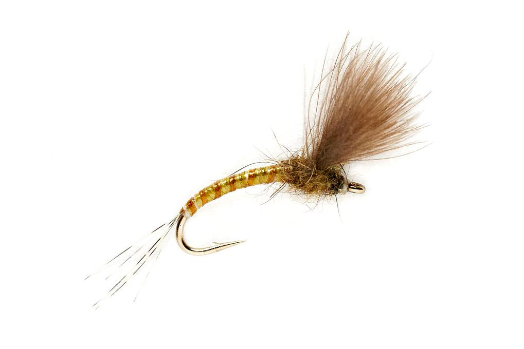 JENKINS' OLIVE EMERGER