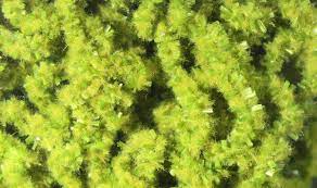 HARELINE WORMILLE MICRO