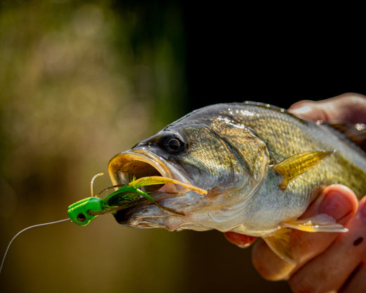 BASS POPPER FLY