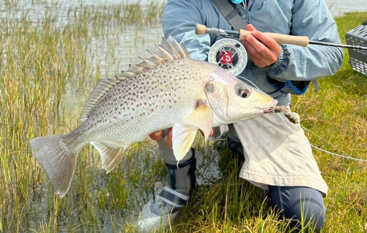 ALL YOU NEED TO CATCH SPOTTED GRUNTER ON FLY
