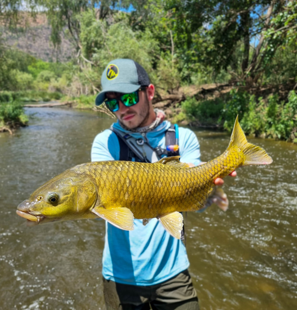YELLOWFISH ON THE VAAL RIVER