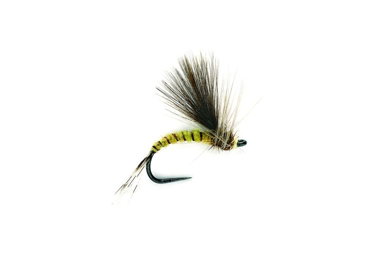 CDC - OLIVE