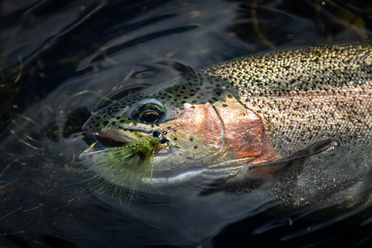 THE HOME OF DULLSTROOM'S MONSTER TROUT