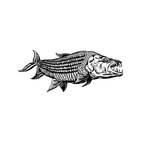 FLY REVOLUTION - TIGERFISH DECAL