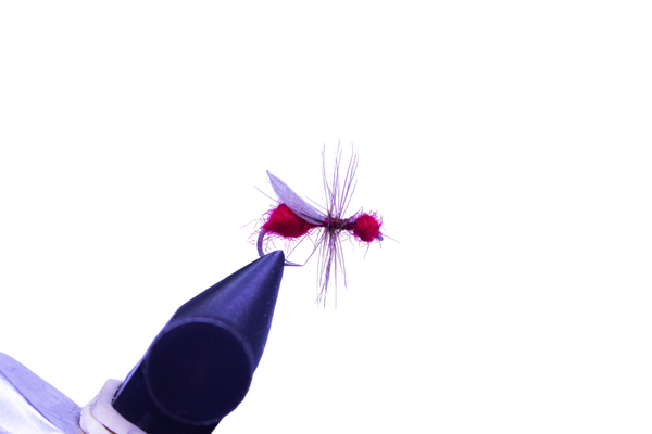 FOAM ANT - RED