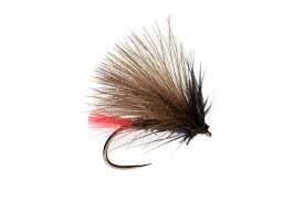 ROZA'S FIRE SEDGE