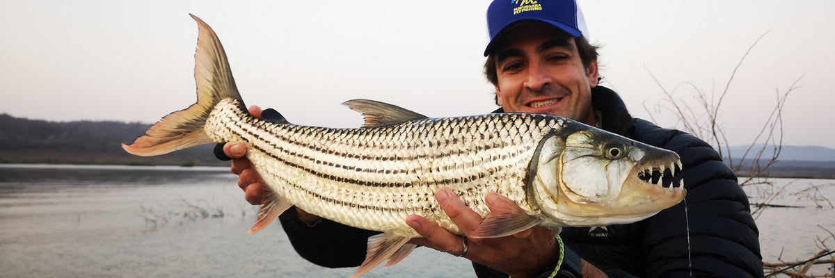 SHALLOW WATER TIGERFISH OF PONGOLA