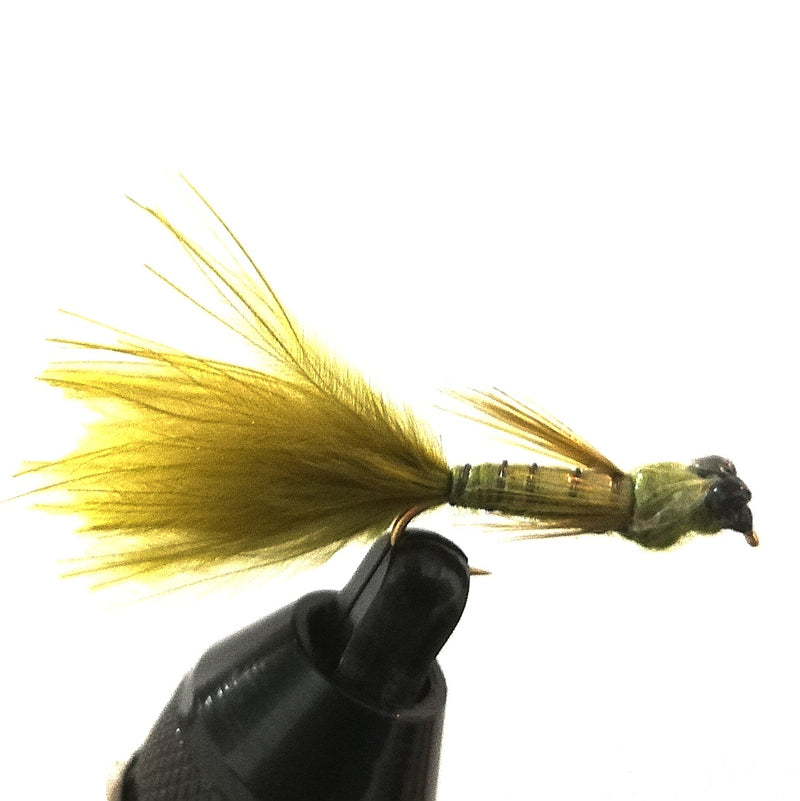 ALL ROUND DAMSEL