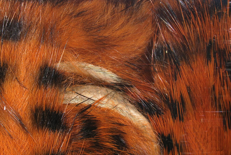 HARELINE BLACK BARRED RABBIT STRIPS